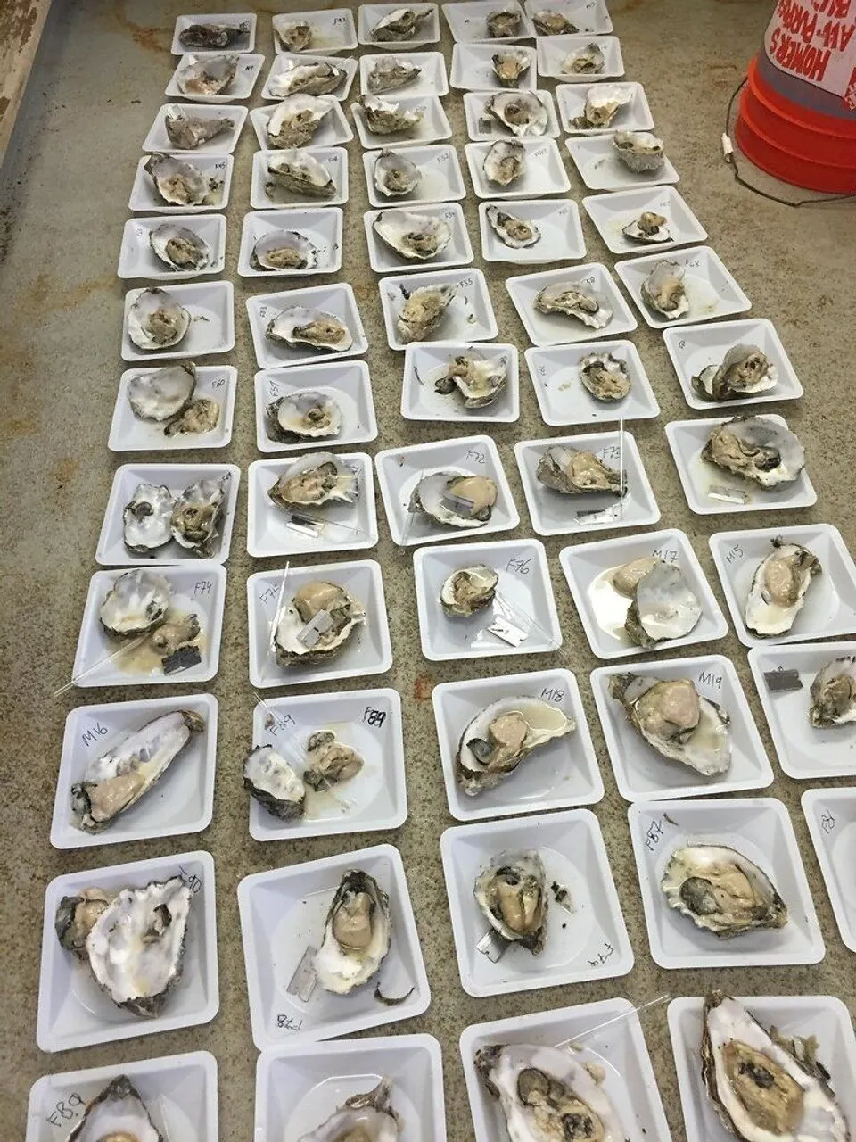 Rows of opened oysters on labeled white foam trays beside an orange bucket.