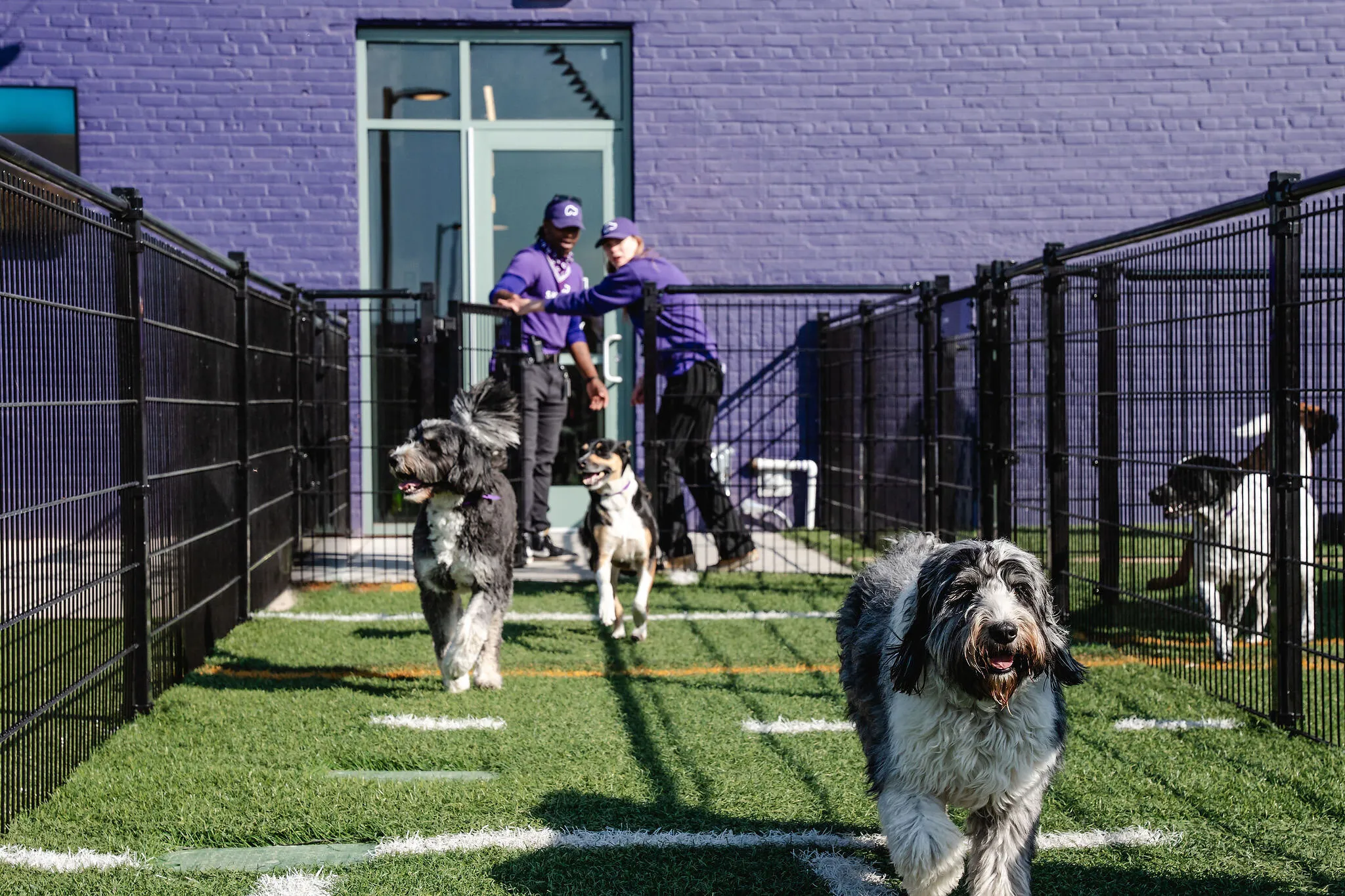 Dogs run through a fenced outdoor play area as two Skiptown staff members stand by a gate.
