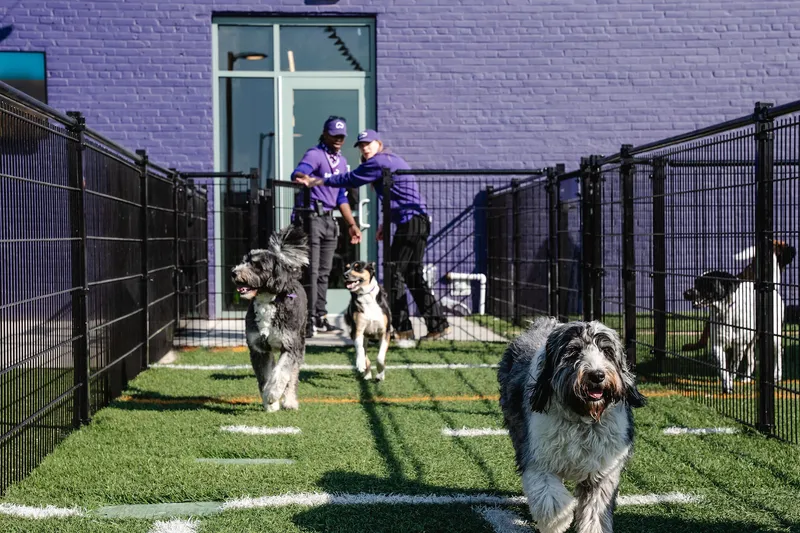 Dogs run through a fenced outdoor play area as two Skiptown staff members stand by a gate.